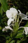 White gingerlily <BR>White garland-lily